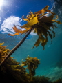Palm trees from seaweed, in cold water.
