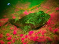 Kong spined Scorpion Fish fluorescing in November Atlantic waters off Southwest Ireland.