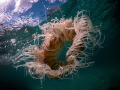 Jellyfish - zero
