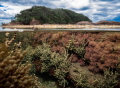 Littoral pool