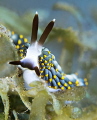 Nudibranch heaven