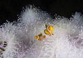 Nemo