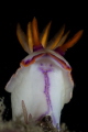 I shot this photo in anilao,philippines.i was so lucky with this nudibranch as i approach him he is doing his acrobats and luckily i framed it and saw in the view finder his smiling