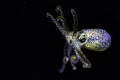 Night shot od squid.