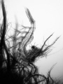 Shooting B&W super macro is not often done and I love doing it. Finding the right subject on the right environment and shooting it was my only task. When I saw this hairy shrimp on the algae, I knew it was my opportunity.