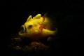 Yawning Frogfish