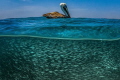Overunder shot. A brown Caribbean Pelican is resting on its baits after a few strikes. Just once a year happens that a big ball of scads get close to the shores of Bonaire attracting many predators.