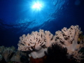 soft coral