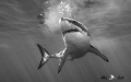 BW of Great White Shark