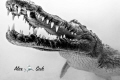 Crocodile diving in Banco Chinchorro, Mexico