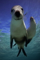 Snoopy! Australian Sealions, Western Australia