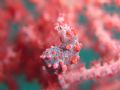 Pygmy seahorse in Lembeh 2003 hard enough to see these little critters even harder to take a photo of them.