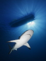 The boat was moving, so I had to have several attempts to get the sunburst in the right position with the circling sharks
