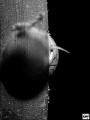 B&W Super Macro