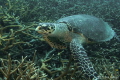Turttule