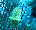 flamingo tongue snail on coral