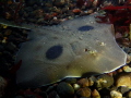 Large skate in Puget Sound