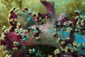 Shoot in a moq dive