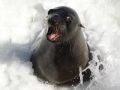This seal swam up between the props and tried to board the boat for a bite...