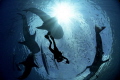 Diver among whale sharks in the Philippines.