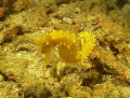 Sea horse sitting relaxing at 28 meters