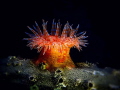 Swimming Anemone