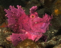 Paddle Flap Rhinopia looked purple, but is magenta under the strobes