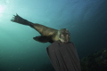 Bitten - Young Cape Fur Seal attached at my fin, Partridge Point, S.Africa