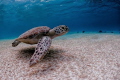 Green Turtle. It is very common to get close to sea turtles at the Salt Pier in Bonaire. At the end of almost each dive I can photograph a turtle, but lately are not seen very often and the sea bottom looks like a desert...something is changing?