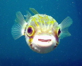Porcupine fish here's looking at you kid Rapid Bay Jetty Rapid Bay South Australia