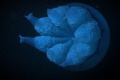 Big jellyfish