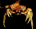Dead crab found floating on the surface at the bay of pigs, Cuba. Quite the shock when you are surfacing and this pops in front of your face!