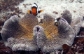 In bad weather(rain,wind,cold),what else you can do?Take a camera and go explore a dive site.There is always something,something beautiful!