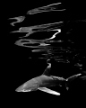 An oceanic white shark with surface reflections at Cat Island in the Bahamas