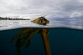 Bull Kelp taken in Monterey, CA. One of my favorite kelp species taken on an exceptionally calm day.