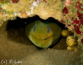Eel Smile