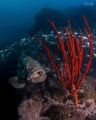 Grouper taken on the Yongala wreck in the GBR.