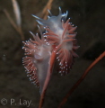 Flabellina verrucosa mating
