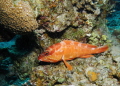 Testing image uploader