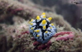 Varicose wart slug