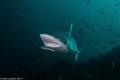 Grey Reef Shark about to get its teeth cleaned