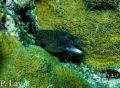 Goldentail Moray Eel