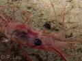 Nordic Shrimp close up.
