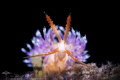 Facelinid sp.