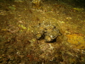 In the he crab family but first time I have seen one , still searching for the name
