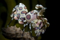 harlequin shrimp