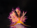 kind of colourful Nudibranch found in Tulamben, Bali , Indonesia