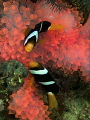 pinky anemone