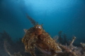 Blairgowrie Cuttlefish
