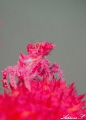 Candy Crab